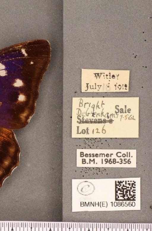 Apatura iris (Linnaeus, 1758) - BMNHE_1086560_label_63500