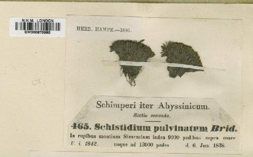 Schistidium flaccidum (De Not.) Ochyra - BM000870590