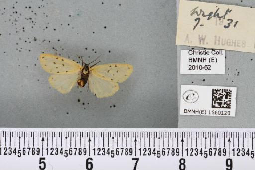 Setina irrorella (Linnaeus, 1758) - BMNHE_1660120_290506