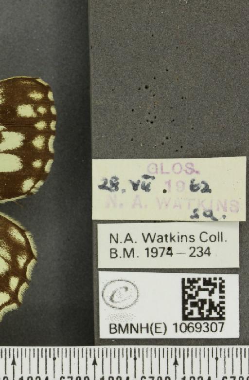 Melanargia galathea serena Verity, 1913 - BMNHE_1069307_label_35125