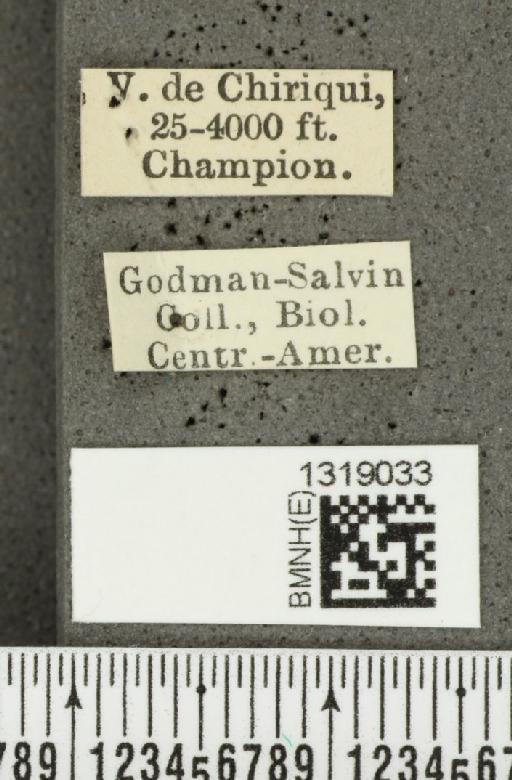 Diabrotica gratiosa Baly, 1886 - BMNHE_1319033_label_17803