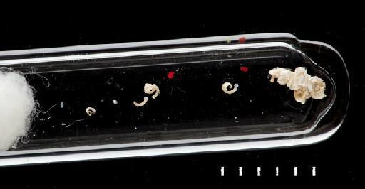 Pileolaria connexa - Polychaeta type specimen; BMNH 1994.2097-2101