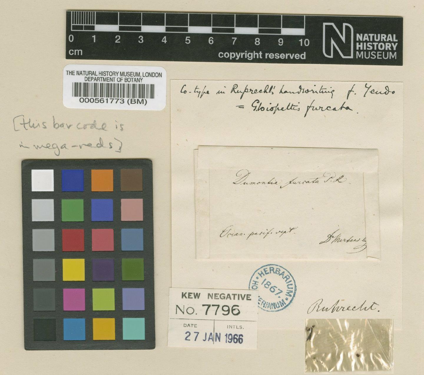 To NHMUK collection (Gloiopeltis furcata (Postels & Rupr.) J.Agardh; NHMUK:ecatalogue:4784275)