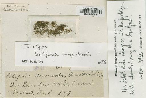 Seligeria campylopoda Kindb. - BM000965336