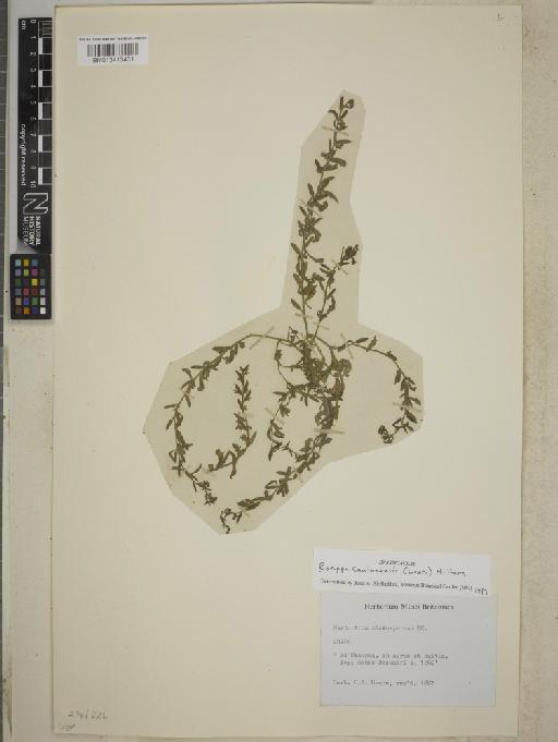 Rorippa cantonensis (Lour.) Hara - BM013413431