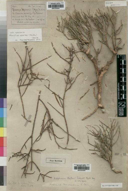 Microloma armatum (Thunb.) Schltr. - BM000925859