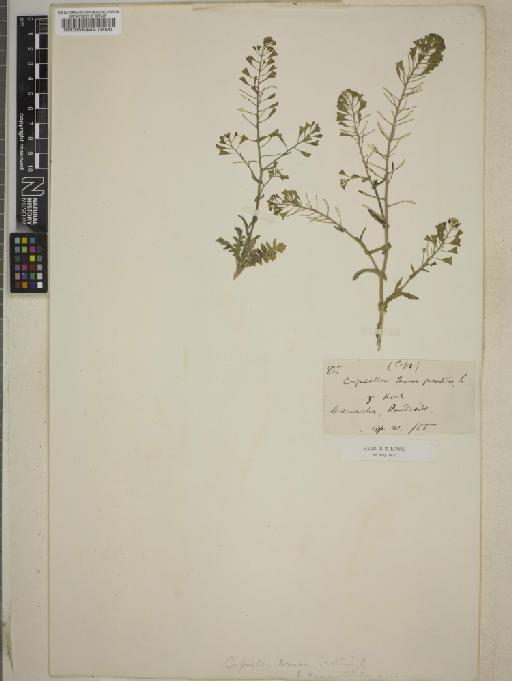 Capsella bursa-pastoris (L.) Medik. - BM000056444