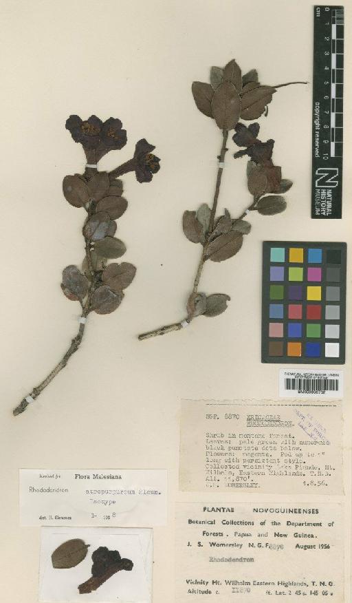 Rhododendron atropurpureum Sleumer - BM000996732