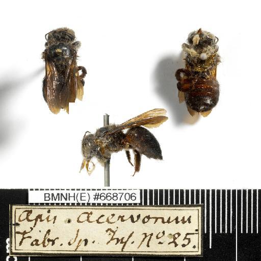 Apis acervorum Linnaeus, 1758 - Apis_acervorum-BMNH(E)#668706-habiti