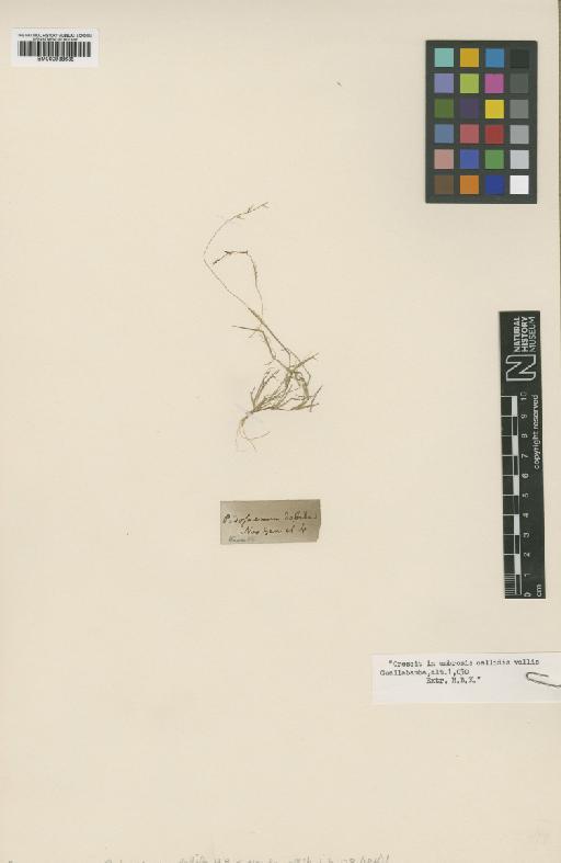 Muhlenbergia microsperma (DC.) Kunth - BM000938638