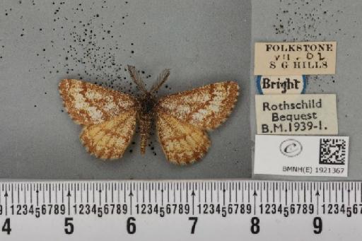 Ematurga atomaria ab. kindervateri Schawerda, 1929 - BMNHE_1921367_486587