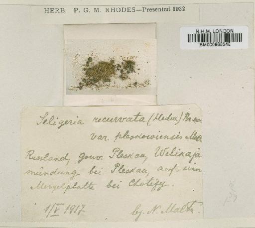Seligeria recurvata (Hedw.) Bruch & Schimp. - BM000965345
