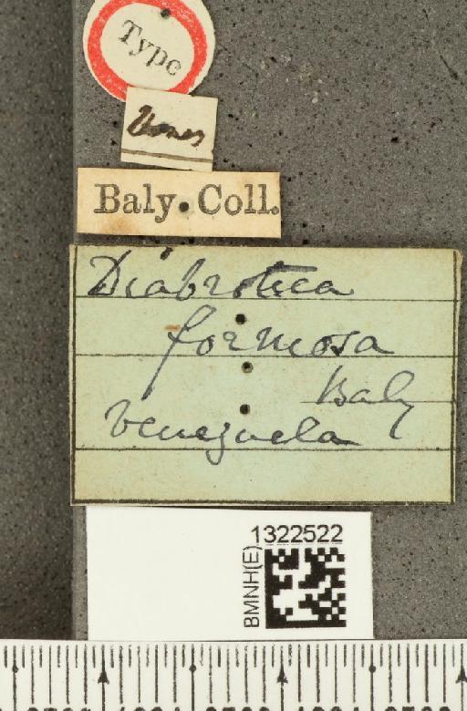 Diabrotica formosa Baly, 1886 - BMNHE_1322522_label_19445