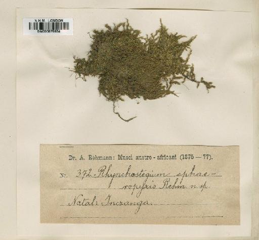 Sematophyllum sphaeropyxis (Müll.Hal.) Broth. - BM000878834