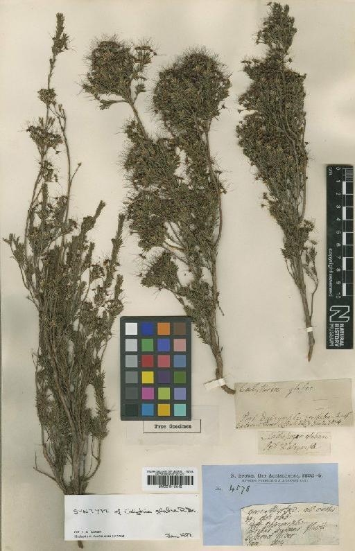 Calytrix glabra R.Br. - BM001015045