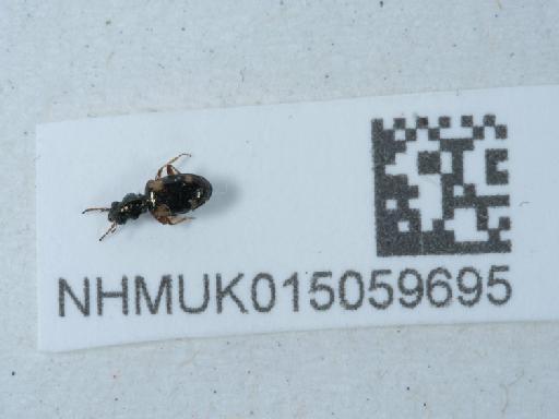 Bembidion (Bembidion) quadrimaculatum (Linnaeus, 1761) - 015059695_2