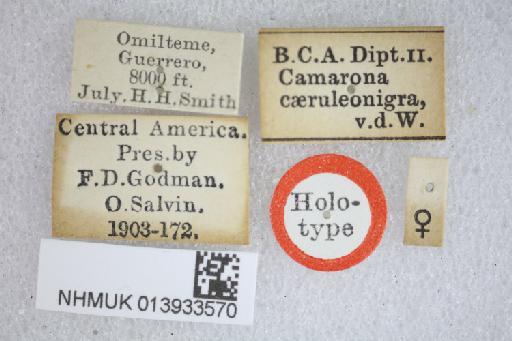 Camarona caeruleonigra van der Wulp, 1891 - Camarona caeruleonigra HT labels