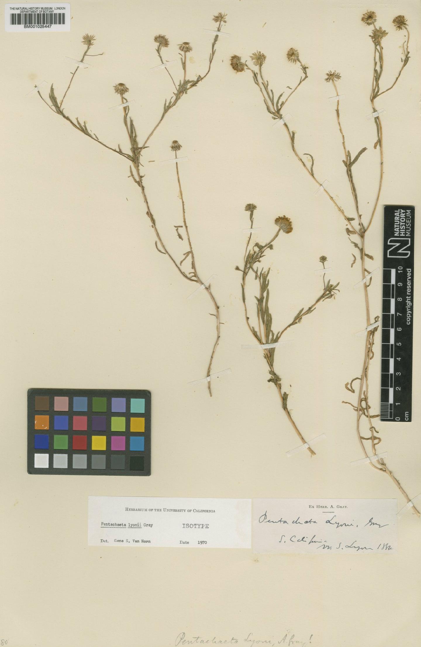 To NHMUK collection (Chaetopappa lyonii (A.Gray) D.D. Keck; Isotype; NHMUK:ecatalogue:749892)