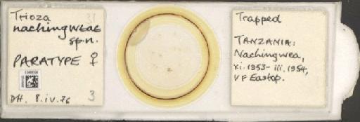 Trioza nachingweae Hollis, 1984 - BMNHE_1248698_2911