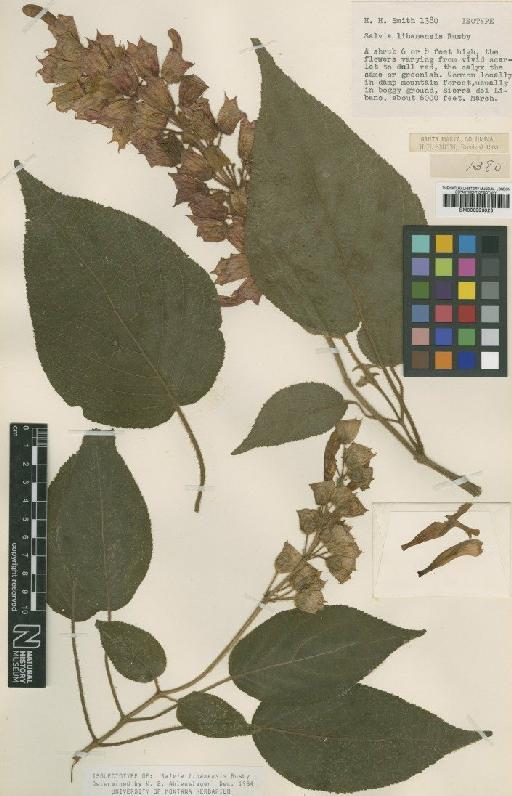 Salvia libanensis Rusby - BM000993023