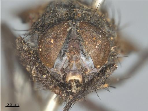 Tachina leocrates Walker, 1849 - Tachina leocrates NHMUK010240980 holotype male head frontal