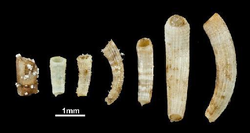 Caecum liratocinctum Carpenter, 1857 - 1857.6.4.1518