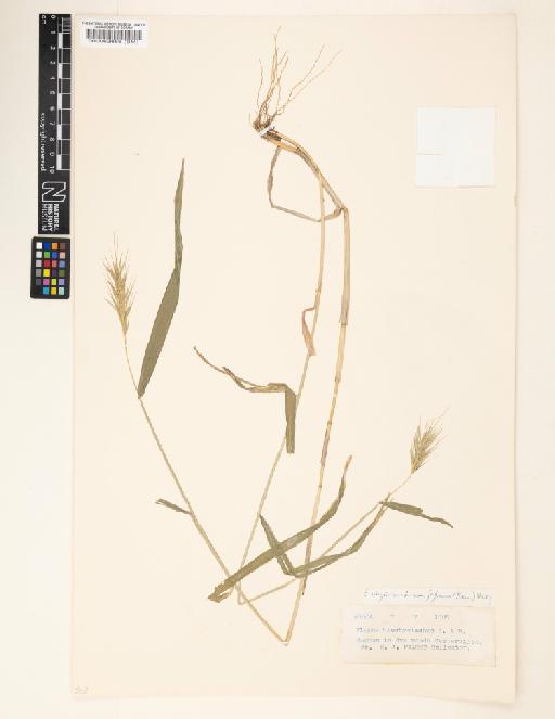 Elymus virginicus L. - 000063866