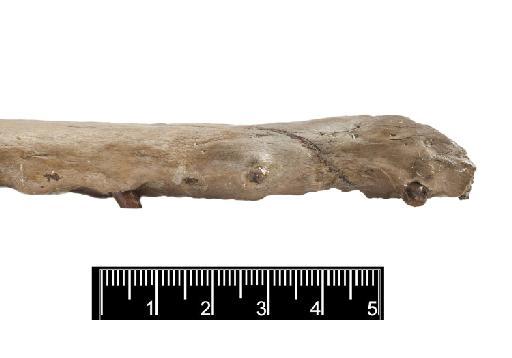 Charitomenosuchus leedsi - PV R 3320 skull 006