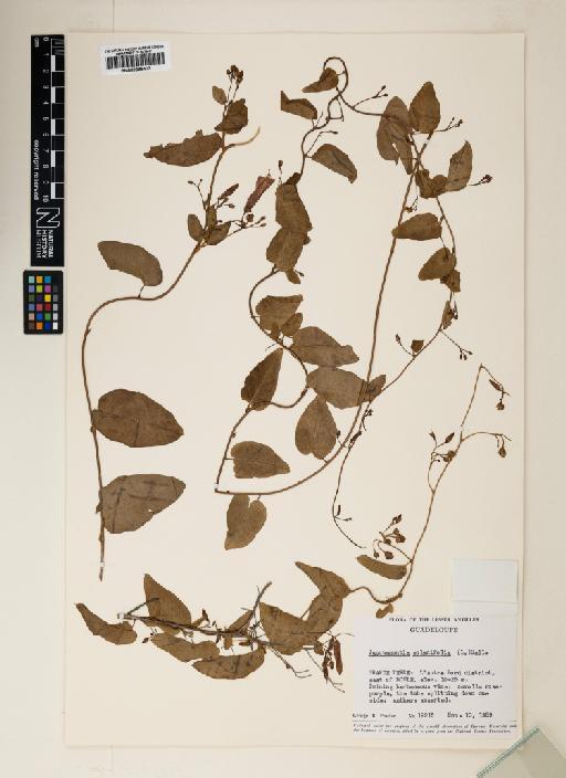 Jacquemontia solanifolia (L.) Hallier f. - 000895407