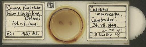 Cinara (Cupressobium) tujafilinus Del Guercio, 1909 - 010129608_112974_1093875