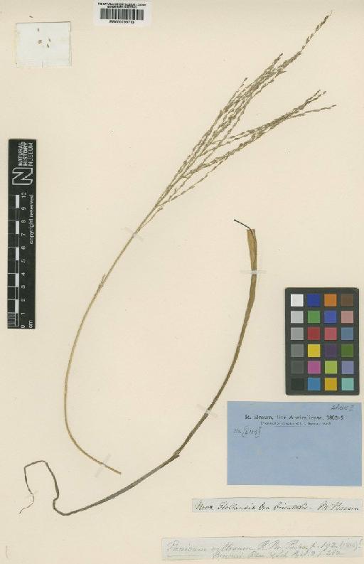 Digitaria brownii (Roem. & Schult.) Hughes - BM000795733