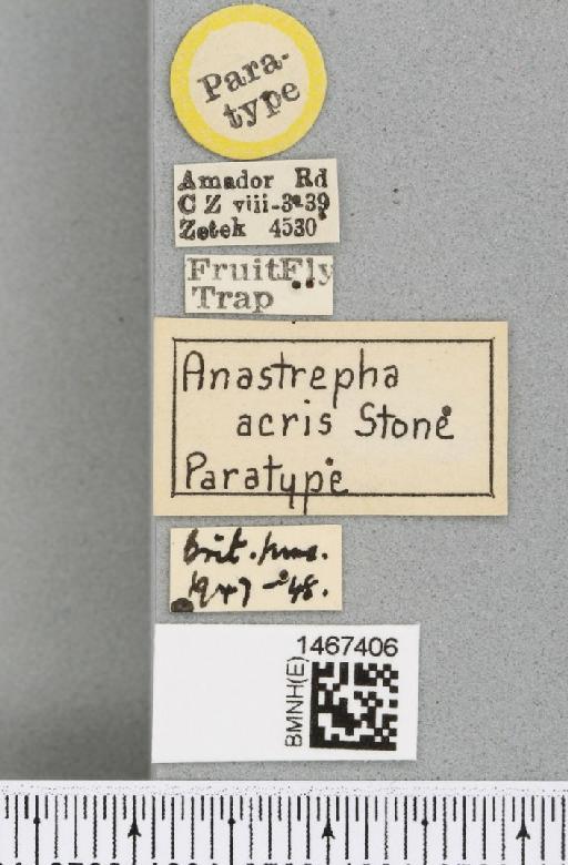 Anastrepha acris Stone, 1942 - BMNHE_1467406_label_40301