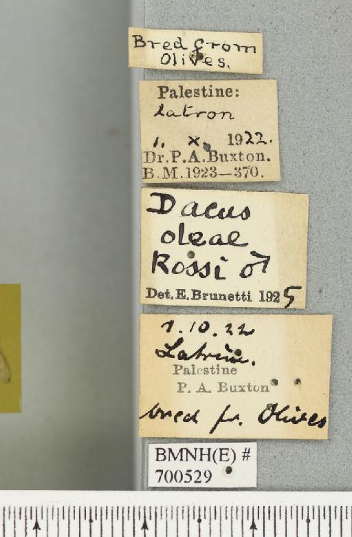 Bactrocera (Daculus) oleae (Rossi, P., 1790) - BMNHE_700529_label_34558