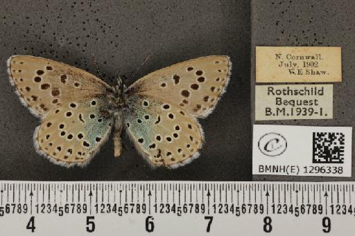 Maculinea arion eutyphron ab. unipuncta Courvoisier, 1907 - BMNHE_1296338_147342