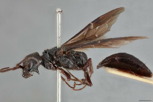Dicrogenium maximum - NHMUK010202091_Dicrogenium_maximum_lateral_1