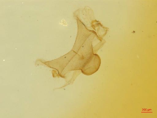 Neohelota mariae (Ritsema, 1899) - 010130231___10