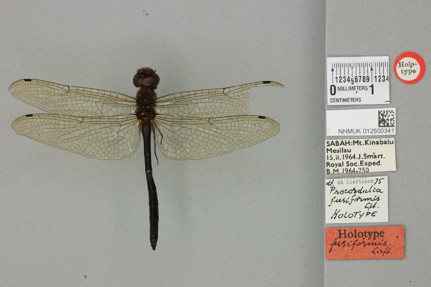 Procordulia fusiformis