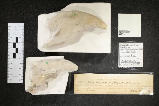 Edaphodon mantelli infraphylum Gnathostomata (Buckland, 1835) - 010039675_L010040974