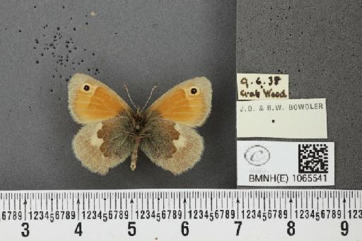 Coenonympha pamphilus ab. antipallidula Leeds, 1950 - BMNHE_1065541_26857