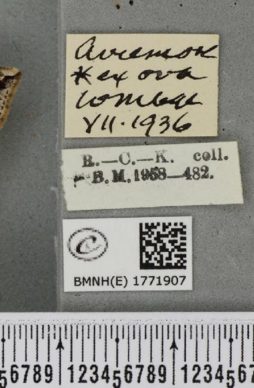 Dysstroma citrata citrata ab. krassnojarscensis Fuchs, 1899 - BMNHE_1771907_label_352040