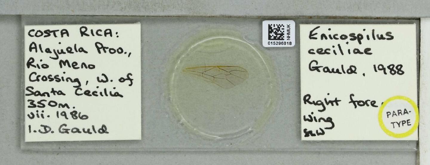 Enicospilus ceciliae