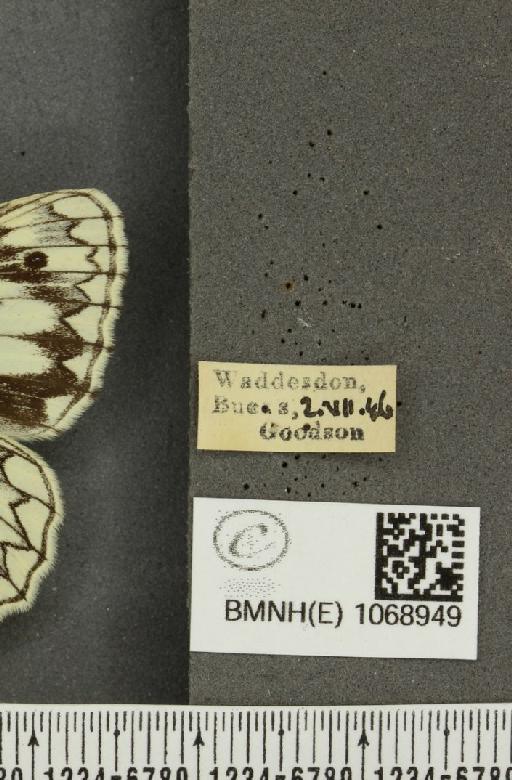 Melanargia galathea serena ab. vidua Stauder, 1911 - BMNHE_1068949_label_34745