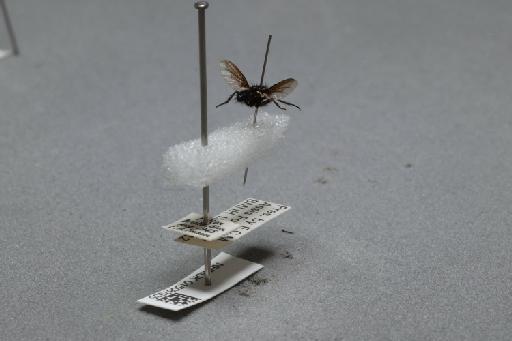 Nyctia halterata (Panzer, 1798) - 015087935_additional_1