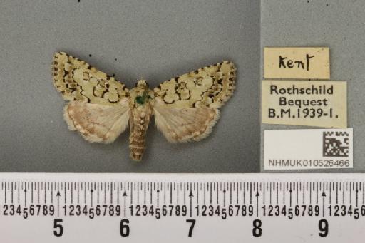 Nyctobrya muralis ab. obscura Tutt, 1888 - NHMUK_010526466_580470