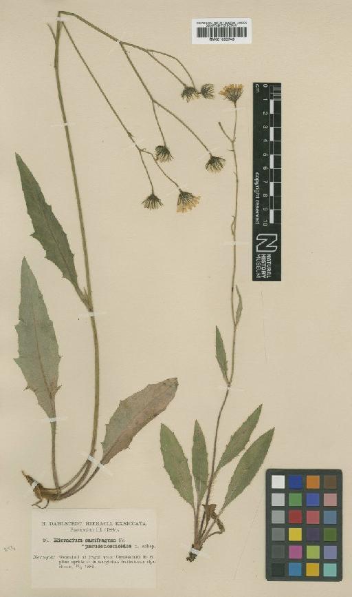 Hieracium saxifragum subsp. pseudosmoides Dahlst. - BM001050749