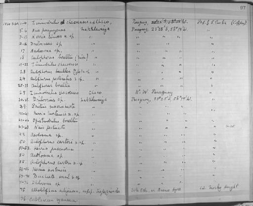 Kerria limosa - Zoology Accessions Register: Annelida & Echinoderms: 1924 - 1936: page 97