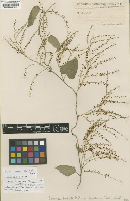 Dioscorea hassleriana Chodat - BM000526516