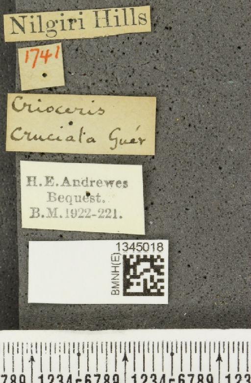 Lilioceris (Lilioceris) cruciata (Guérin-Méneville, 1840) - BMNHE_1345018_label_13200