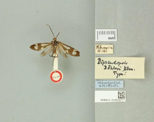 Dipseudopsis doehleri Ulmer, 1929 - 014538771_175598_1746667