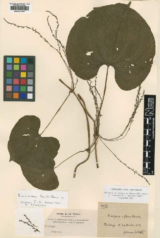 Dioscorea bulbifera L. - BM000833003
